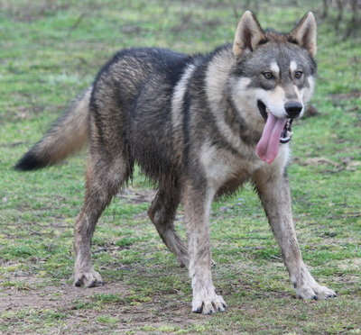 Wolf Hybrids (Jana's)